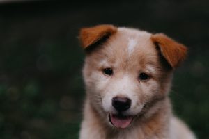 berger-australien-chiot