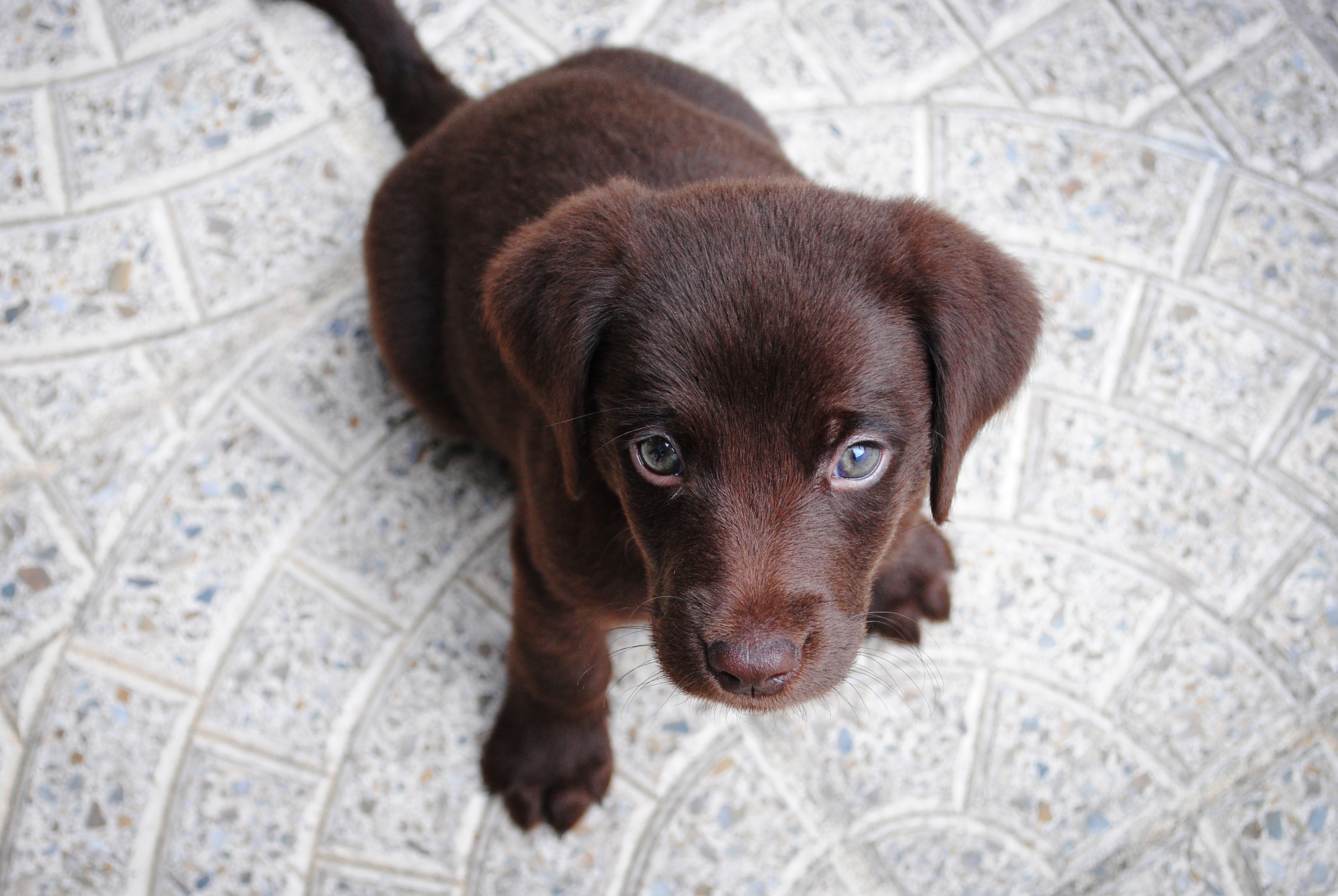 labrador-chocolat-education