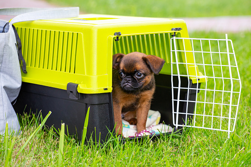 Transport pour chien et accessoires