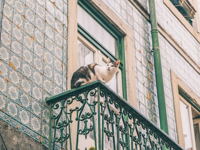 Comment sécuriser un balcon lorsqu'on a un chat ?